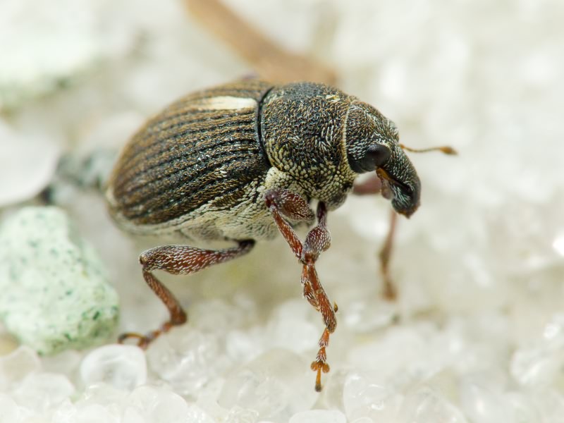 Rhinoncus leucostigma (Marsham, 1802)